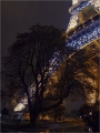 Arbre_3082 